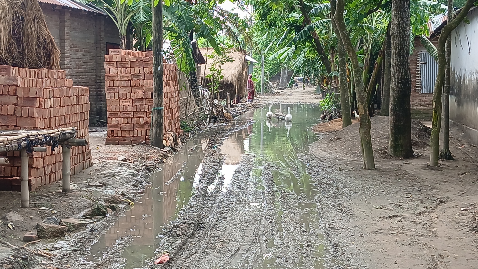 আলমডাঙ্গা রামদিয়ার পুরাতন বটতলা থেকে বাওড় সড়কে স্থায়ী জলাবদ্ধতা: ড্রেন না থাকায় বিপাকে দুই শতাধিক পরিবার
