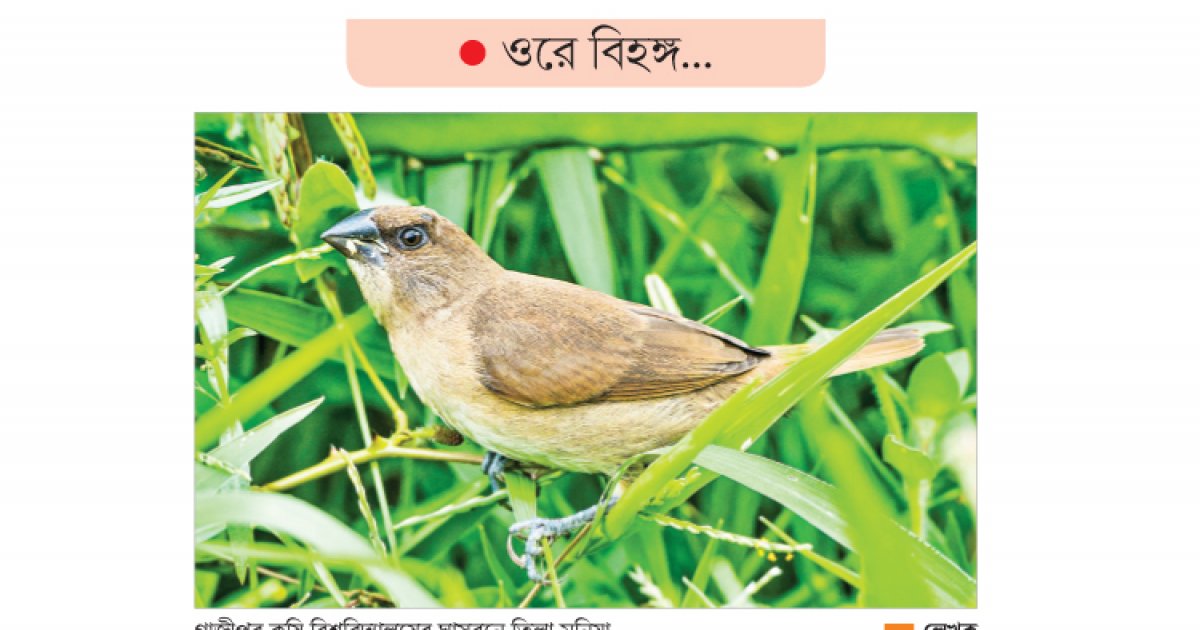 গাজীপুরের প্রকৃতির বুকে এক চঞ্চল আবাসিক পাখি ও তার জীবনচক্র